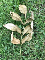 Phellodendron amurense