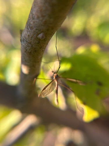 Unknown species found near Mapleleaf Ct NW, Salem, OR, US