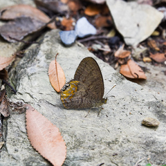 Cyllopsis gemma freemani