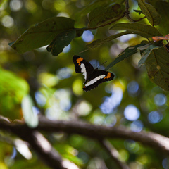 Adelpha paroeca paroeca