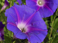 Ipomoea stans