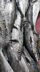 Scomberomorus brasiliensis