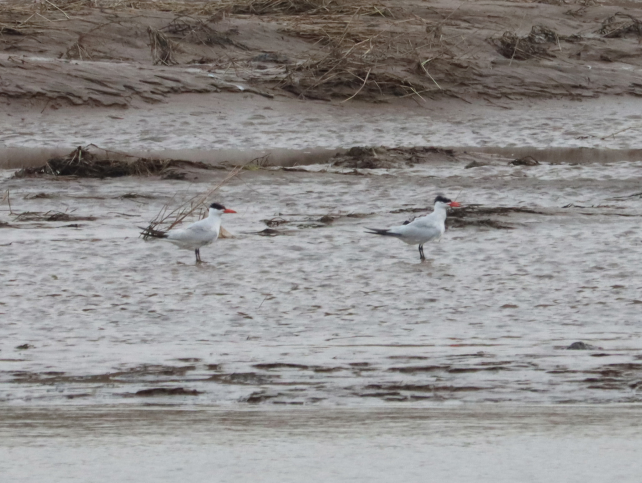 Caspian Tern