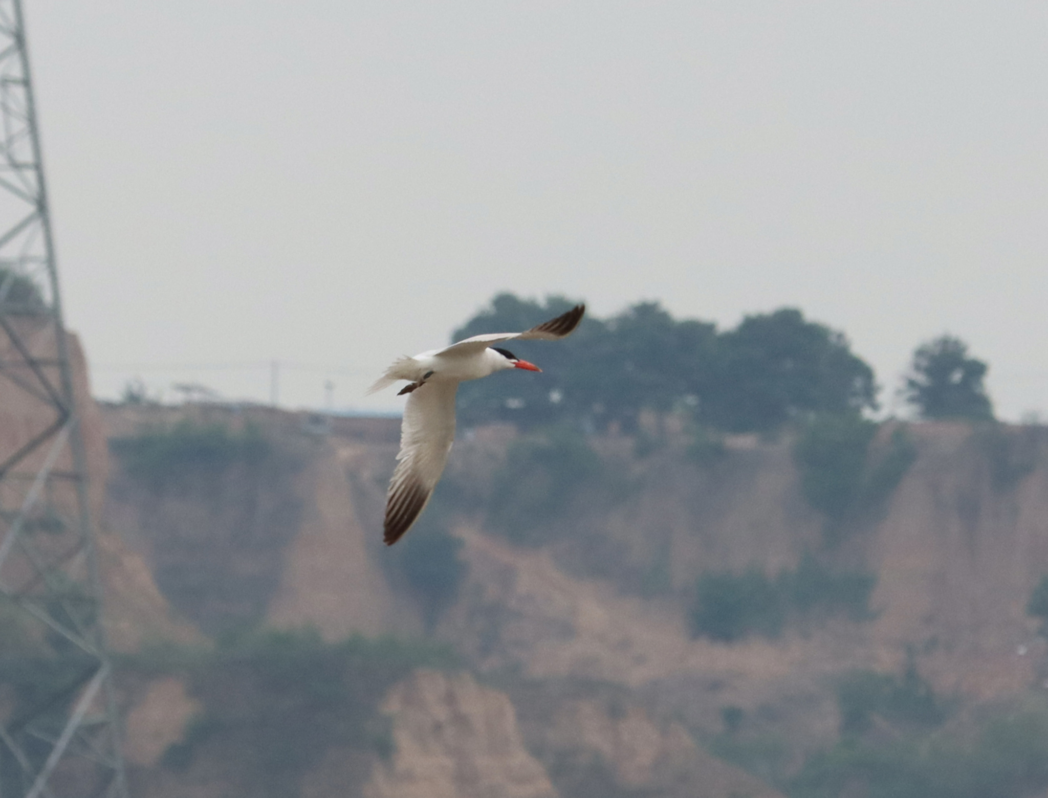 Caspian Tern