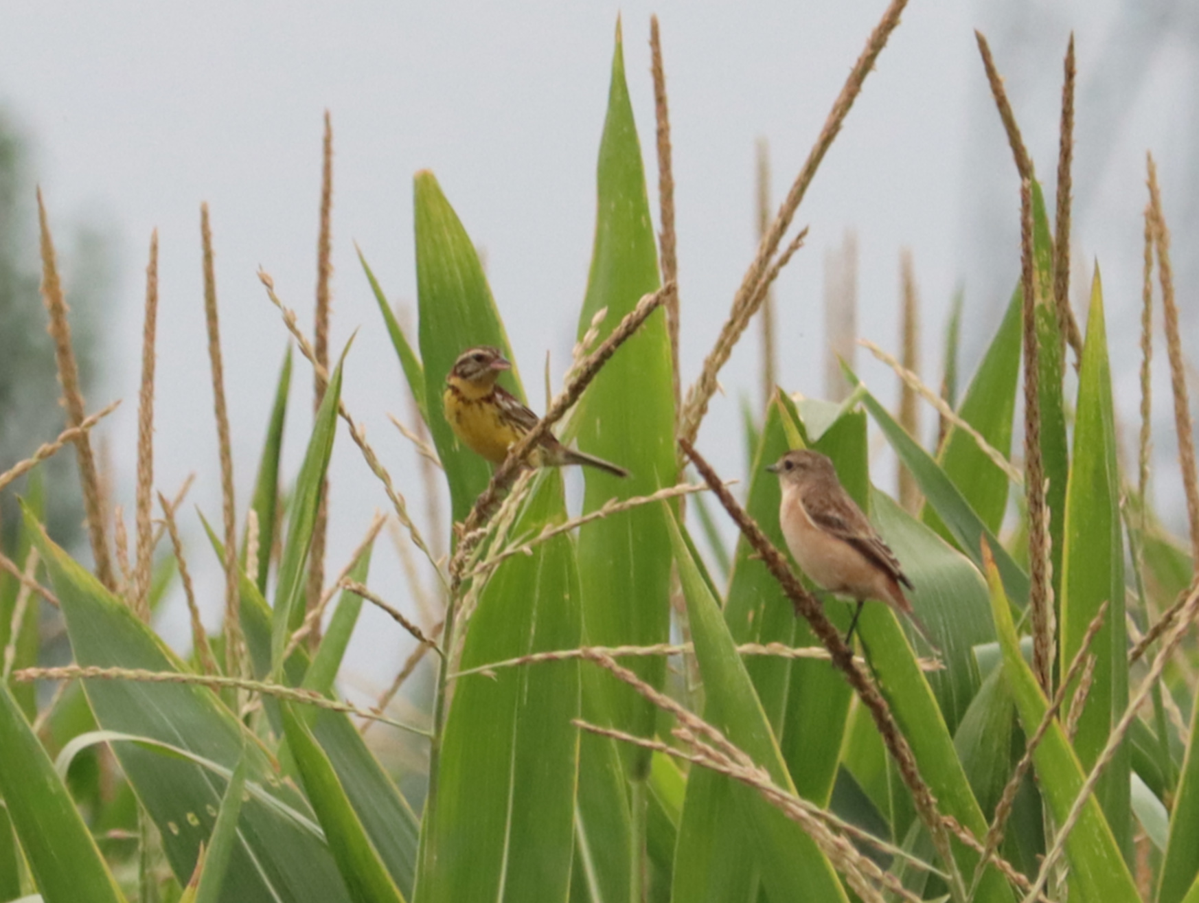 Yellow-breasted Bunting
