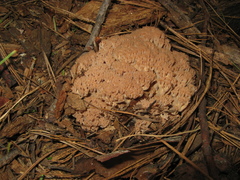 Ramaria acrisiccescens