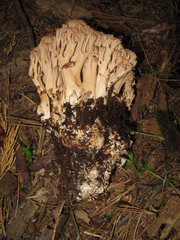 Ramaria acrisiccescens