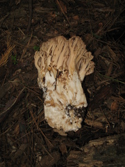 Ramaria acrisiccescens