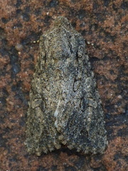 Anarta trifolii