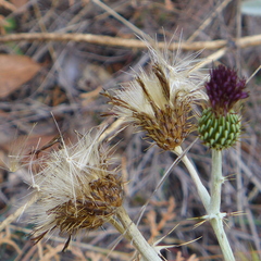Cirsium douglasii