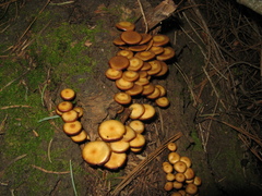 Kuehneromyces lignicola