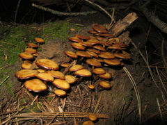 Kuehneromyces lignicola
