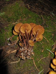 Kuehneromyces lignicola