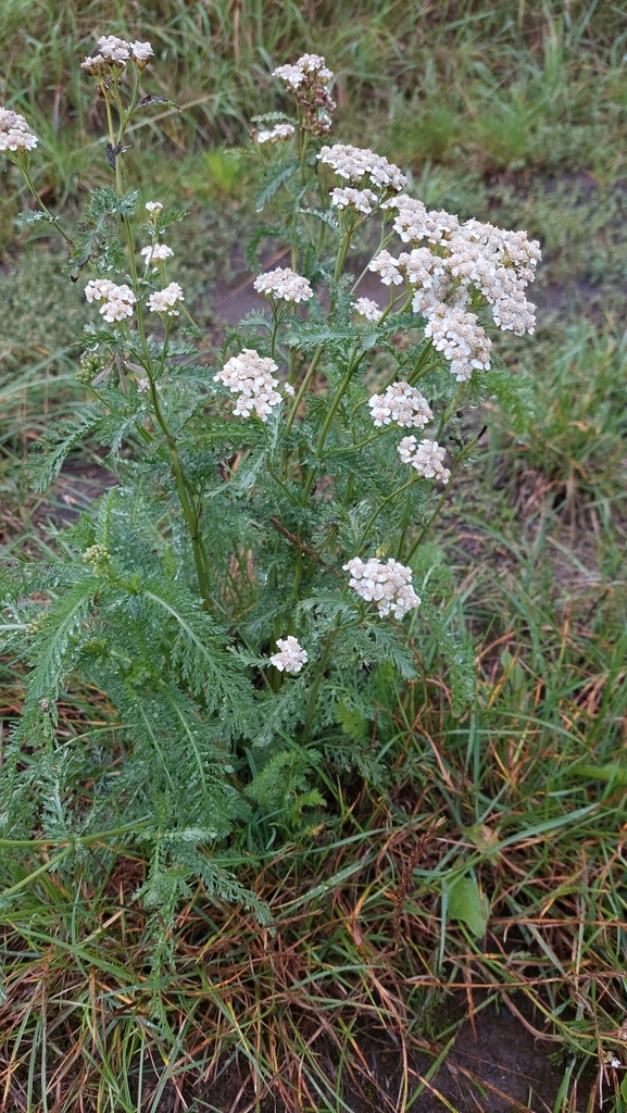 Yarrow