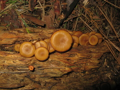 Kuehneromyces lignicola