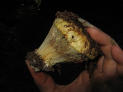 Cortinarius verrucisporus image