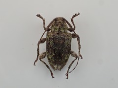 Leptostylus