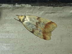 Heteroteucha anthodora