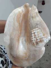 Titanostrombus goliath