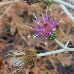 Cirsium douglasii