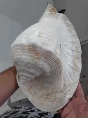 Titanostrombus goliath