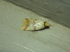 Heteroteucha anthodora