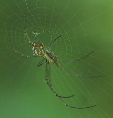 Leucauge regnyi