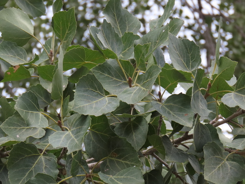Populus brandegeei, photograph 3