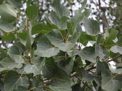Populus brandegeei, photograph (c) Abraham Sánchez Romero, some rights reserved (CC BY)