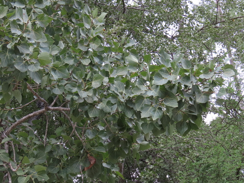 Populus brandegeei, photograph 2