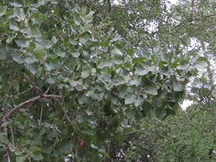 Populus brandegeei, photograph (c) Abraham Sánchez Romero, some rights reserved (CC BY)