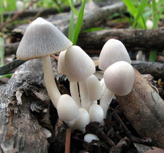 Coprinopsis marcescibilis