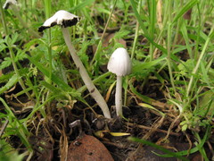 Coprinopsis marcescibilis
