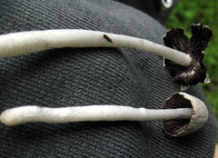 Coprinopsis marcescibilis