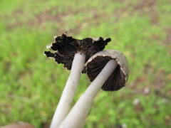 Coprinopsis marcescibilis