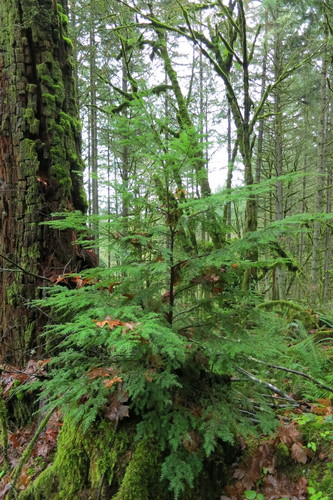 Western hemlock (Tsuga heterophylla)