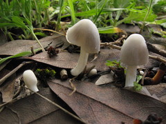 Coprinopsis marcescibilis