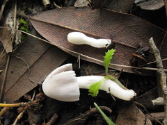 Coprinopsis marcescibilis