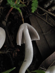Coprinopsis marcescibilis