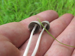 Coprinopsis marcescibilis