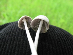 Coprinopsis marcescibilis