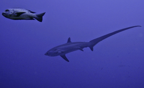 Thresher shark