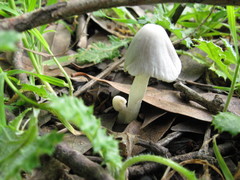 Coprinopsis marcescibilis