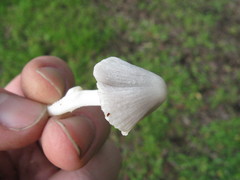 Coprinopsis marcescibilis