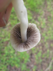 Coprinopsis marcescibilis