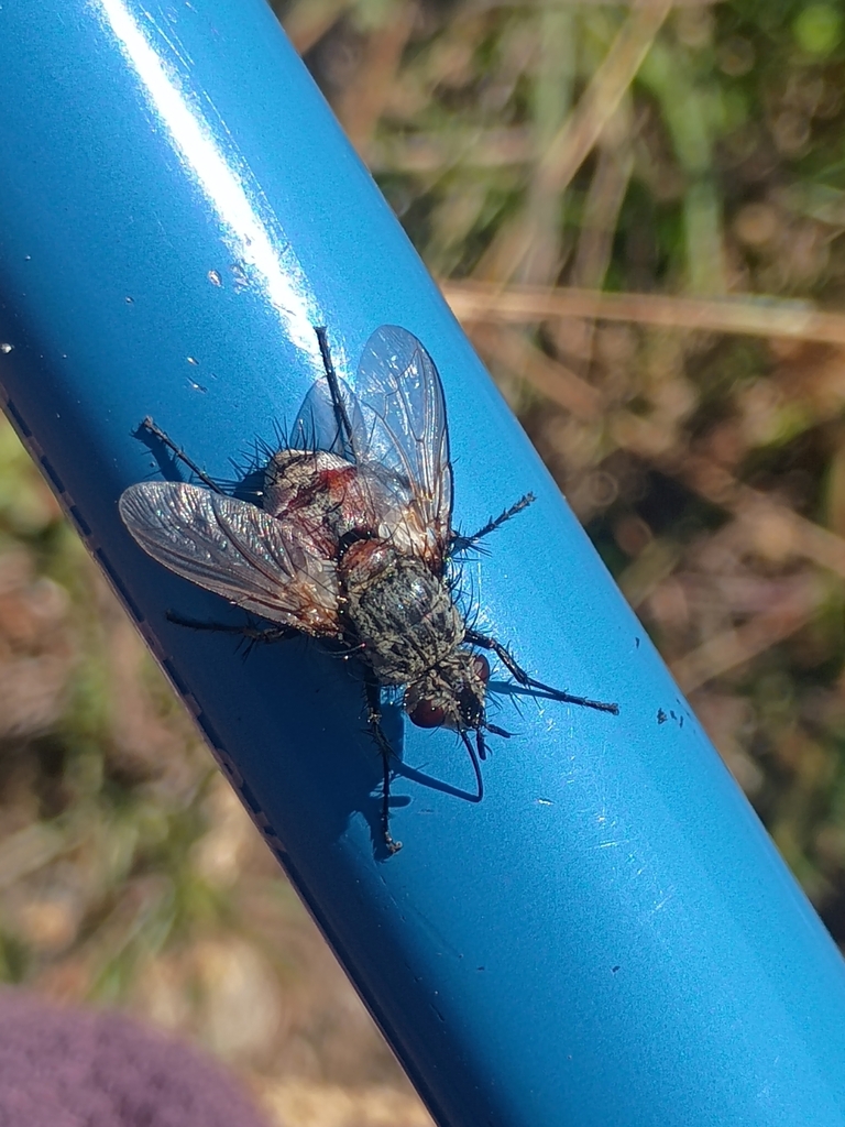 Rhamphina pedemontana