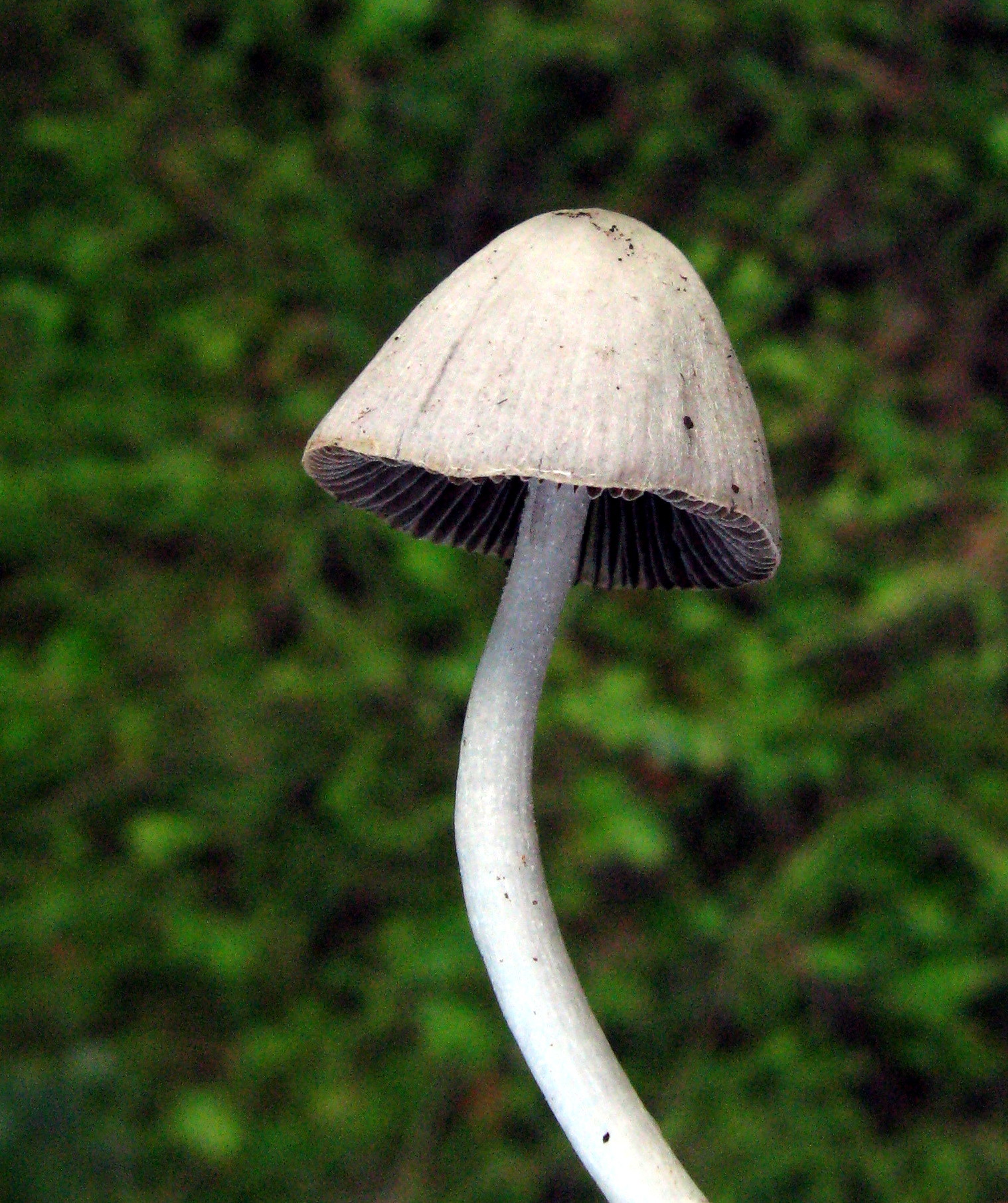 Coprinopsis marcescibilis image