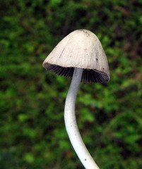 Coprinopsis marcescibilis