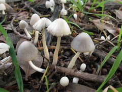Coprinopsis marcescibilis