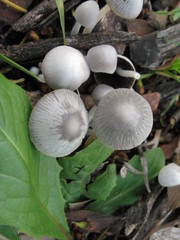 Coprinopsis marcescibilis